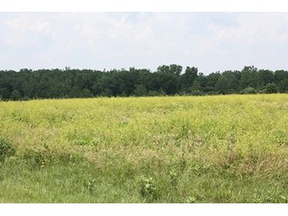 Property photo 14 - 419 +/- Acres offered in 6 Tracts, Land Auction